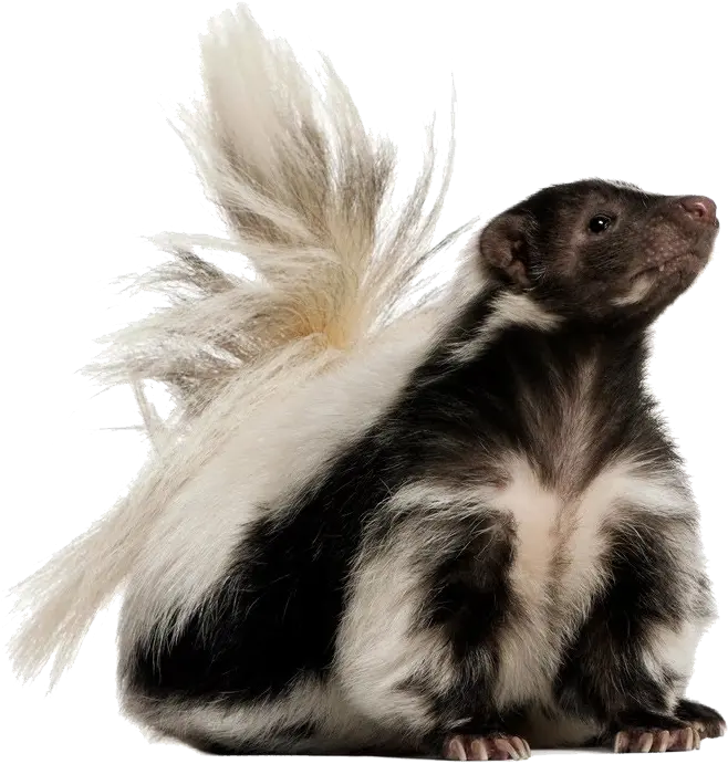 Skunk Png Transparent Skunk Png Skunk Transparent