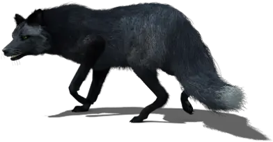 Black Fox Black Fox 3d Png Fox Png