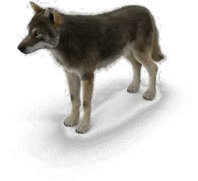 Grey Wolf Png Pic Mart Wolf Wolf Transparent