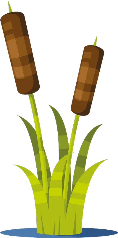 Reed Plant Clipart Reed Plant Clipart Png Reed Png