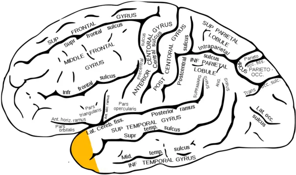 Filegray726 Temporal Polepng Wikimedia Commons Occipital Pole Pole Png