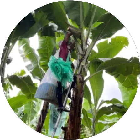 Banana Tree Bags Packaging Solutions Tc Transcontinental Png Garden Edge Icon Plastics