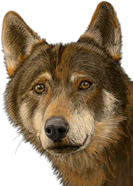 Cara Lobo Png Cara De Lobos Png Lobo Png