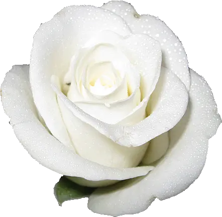 White Rose Transparent Background White Rose With White Background Png White Roses Png