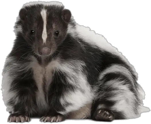 Cute Skunk Transparent Png Skunk Transparent Background Skunk Transparent