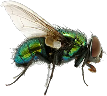 Fly Flying Png Image Types Of House Fly Fly Png