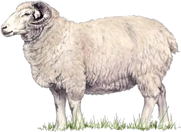 Lamb Png Transparent Images Sheep Images Hd Png Sheep Png