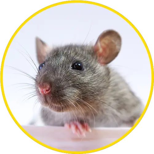 Pest Control Services Canton Remove Pests And Wildlife Brown Rat Png Mouse Rodent Icon