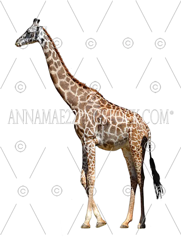 Giraffe Northern Giraffe Png Giraffe Transparent