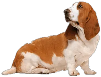 Dogs Transparent Png Images Short Eared Basset Hound Dogs Png