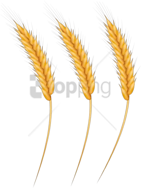 Clip Art With A Transparent Background Png Wheat