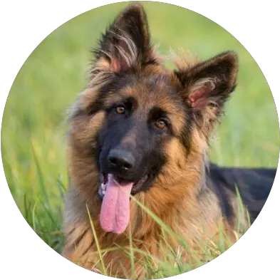 Adoption Information Do German Shepherds Eat Grass Png German Shepherd Transparent