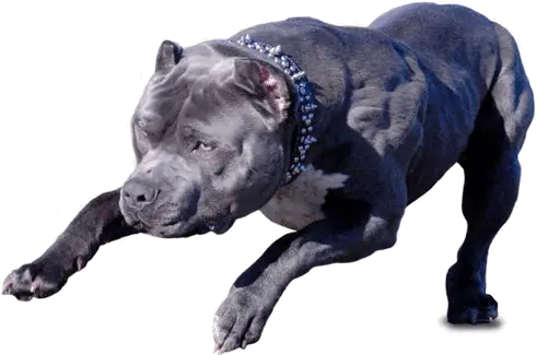 Danger Dog Png Dangerous Dogs Png Pitbull Png