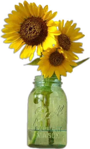 Download Hd Sunflowers Png Mason Jar Drawing Sunflowers In Jar Mason Jar Png