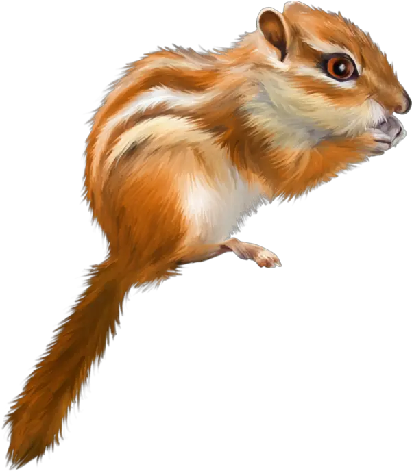 Tree Squirrel Drawing Tree Squirrel Png Squirrel Transparent