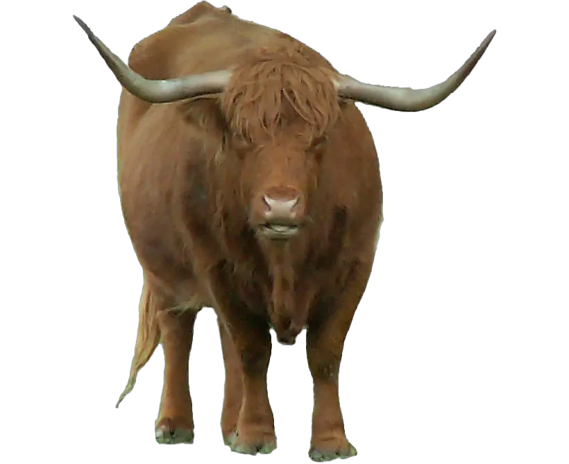 Bison Png Bull With Horns Png Bison Png