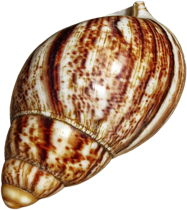 Snail Shell Png 1 Image Snail Shells Png Snail Png