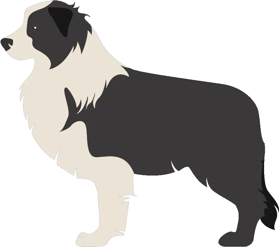 Border Collie Rough Scotch Transparent Clip Art Border Collie Png Border Collie Png