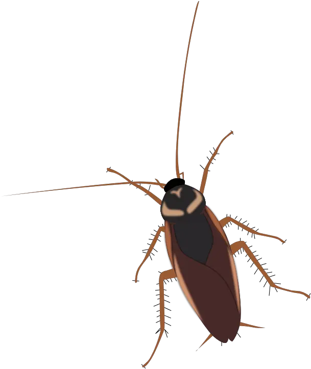 Kecoa Png 3 Image Kecoa Png Cockroach Png