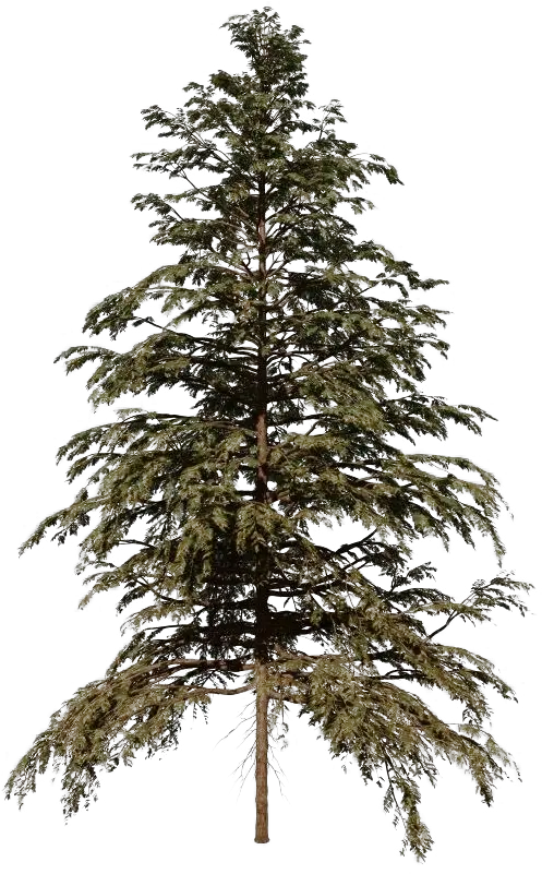 Cedar Tree Png Hd Cedar Tree Png Dollar Tree Png