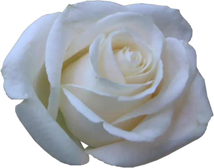 Download Rosas Blancas Rosa Blanca Png Rosas Png