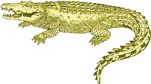 Living Safely With Crocodiles Friends Of Mesa Big Png Crocodile Transparent