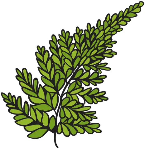 Silver Fern Hand Drawn Transparent Png U0026 Svg Vector File Clip Art Fern Png