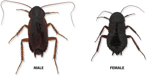 Cockroach Png Image Oriental Cockroach Cockroach Png