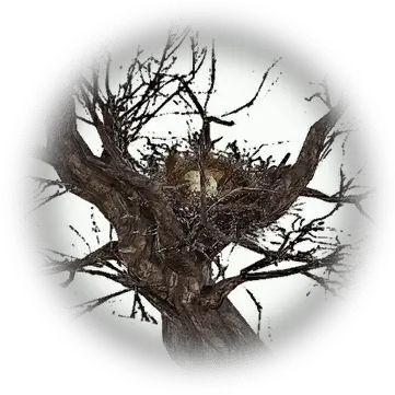 Harpy Nest Bdo Codex Bdo Harpy Nest Png Scary Face Icon