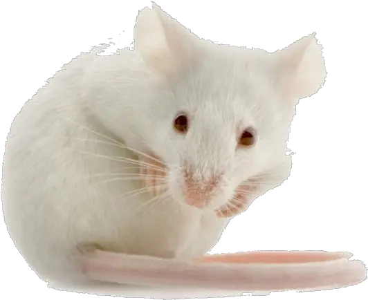 White Mouse Transparent File Mice Lab Png Mouse Transparent