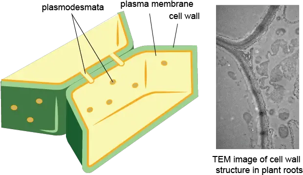 Plant Cell Membrane Cell Wall Png Wall Png