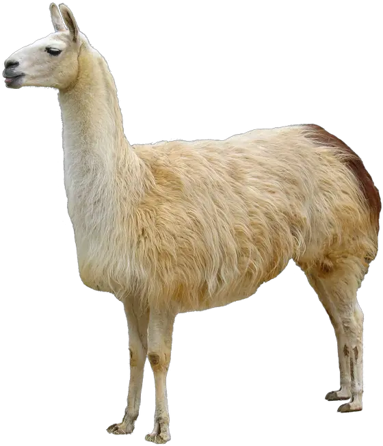 Free Transparent Llama Png Download Llama Png Llama Transparent