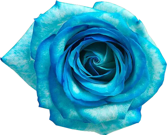 Blue Rose Flower Flores Azul Png Download 592487 Flores Png Azul Flores Png