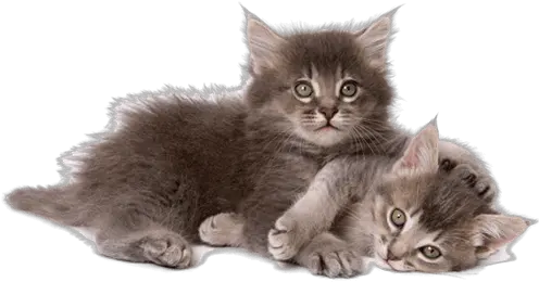 Healthy Kitten Guide Cat And Kittens Png Kitten Transparent Background