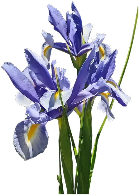 Flowers Blue Iris Free Photo On Pixabay Netted Iris Png Iris Flower Png