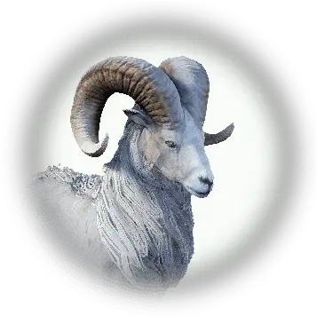 Transparent Png Mountain Goat Horns Bighorn Sheep Goat Horns Png