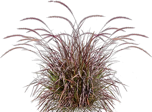 Desert Grass Png 4 Image