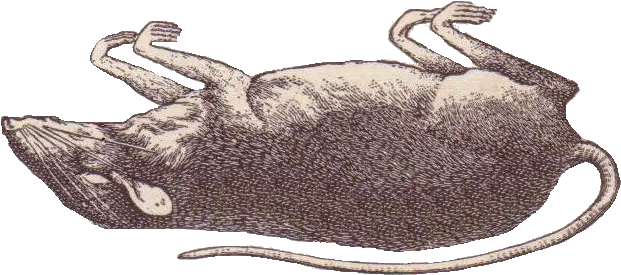 Maximum Embellishment Vintage Image Rats Well One At Least Cartoon Png Rat Transparent