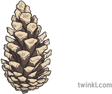 Pine Cone 1 Illustration Twinkl Conifer Cone Png Pine Cone Png