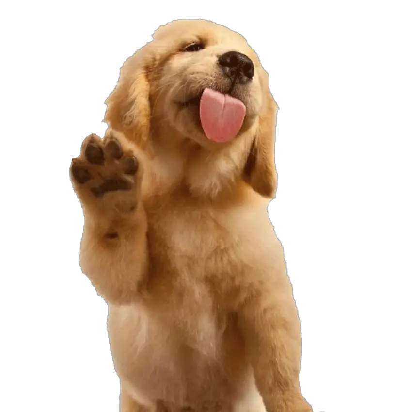 Black Labrador Retriever Png Golden Retriever Waving Pet Png