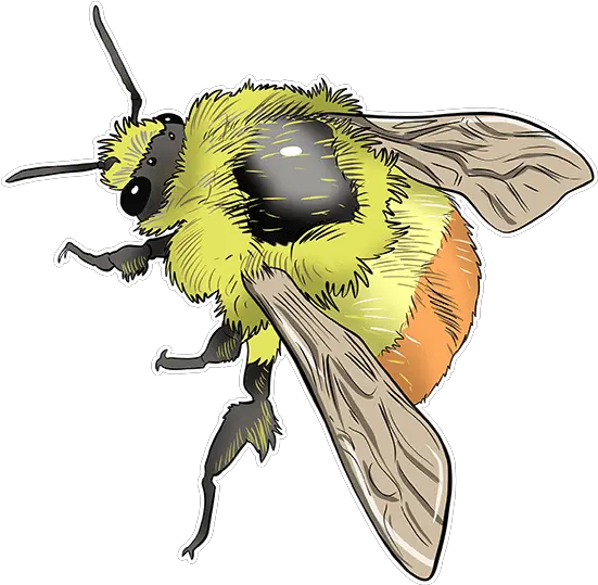 Learn Amazing Facts About The Worldu0027s Bees U2022 Save Illustration Png Bumble Bee Png