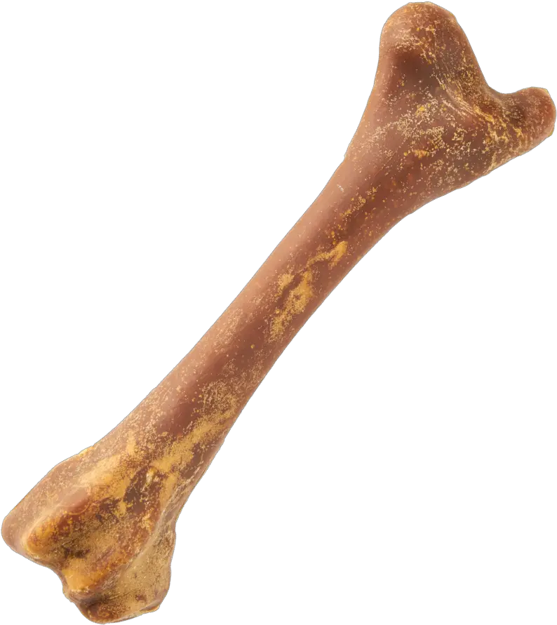 Bone Png Images Transparent Background Bone Bone Png