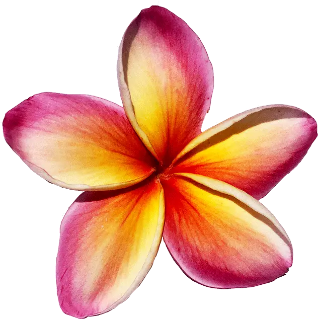 Maui Plumeria Gardens Red Plumeria Png Plumeria Flower Png