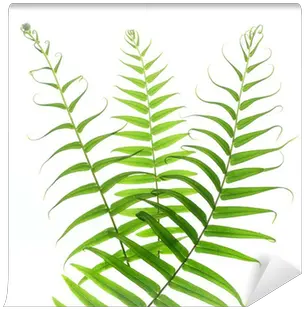 Fern Leaf Wall Mural U2022 Pixers We Live To Change Horizontal Png Fern Leaf Png