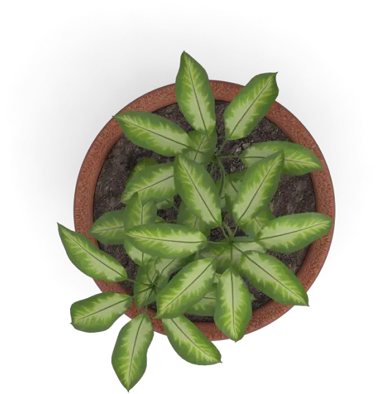 Plant Top View Png Vector Clipart Transparent Plants Top View Png Plant Top View Png