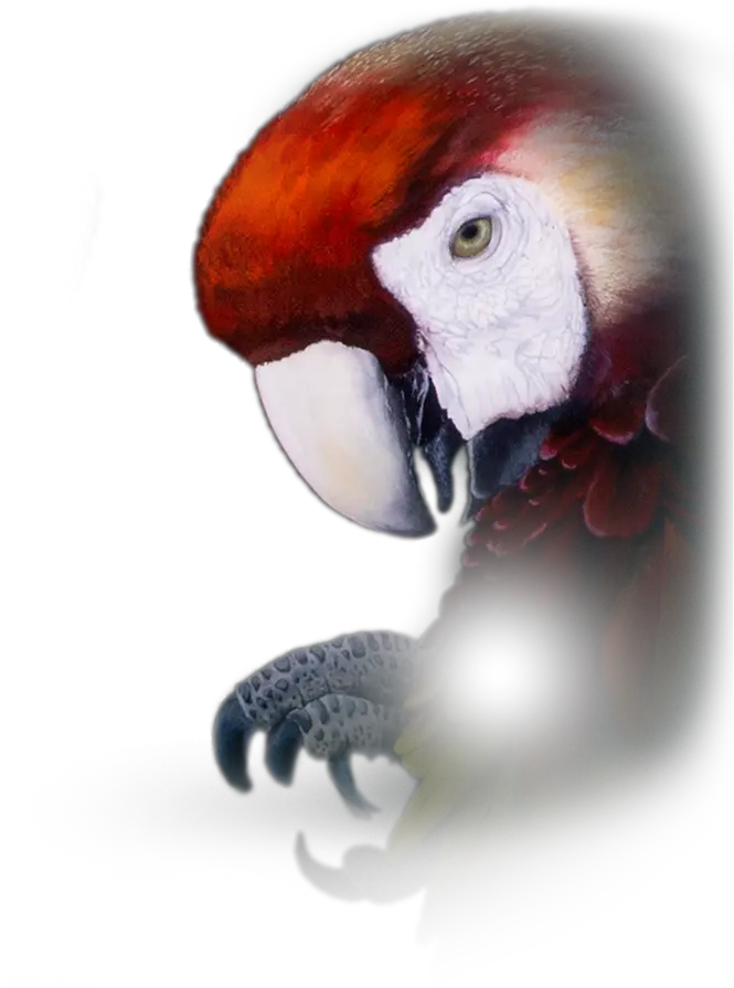 Parrot Repeater Pocket Watch Macaw Png Parrot Transparent