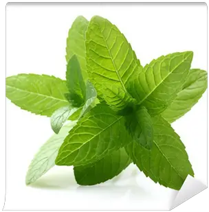 Mint Leaves Wall Mural U2022 Pixers We Live To Change Jiaogulan Png Mint Leaves Png