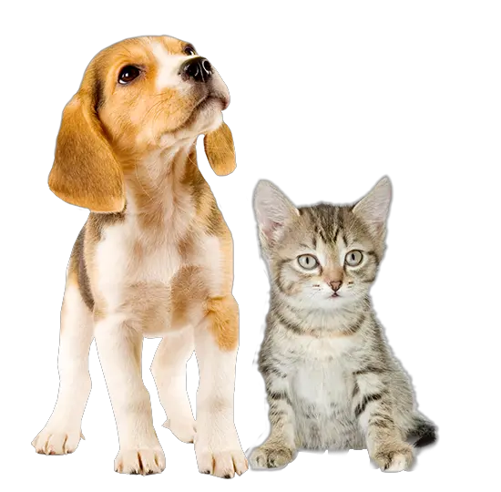 Download Puppy And Kitten Png Image Puppies And Kittens Png Kitten Png