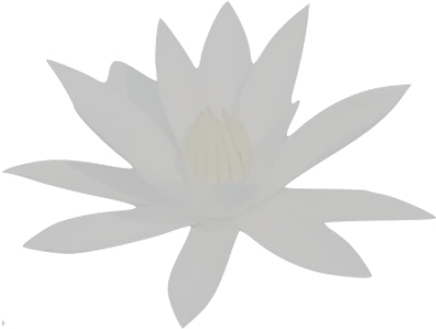 Translucid Water Lily Transparent Png Sacred Lotus Water Lily Png