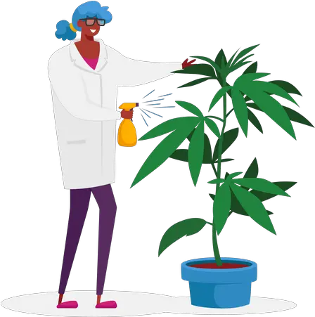 Marijuana Plant Icon Download In Colored Outline Style Cannabis Plant Male Vs Female Png Marijuana Plant Icon